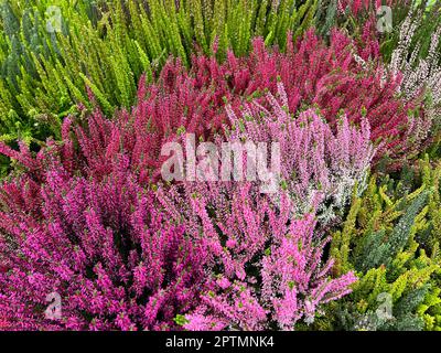 Besenheide, Calluna vulgaris, auch Heidekraut genannt, ist die einzige Art der monotypischen Pfanzengattung Calluna, die zur Familie der Heidekrautge Foto Stock