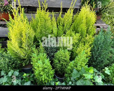 Koniferen werden immer gerne als immergruene Baeume im Vorgarten eingesetzt. Le conifere sono sempre popolari come alberi sempreverdi nel cortile anteriore. Foto Stock