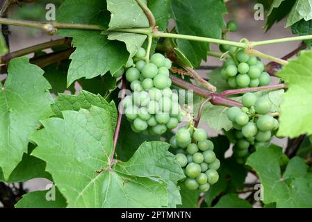 Weissein, Riesling Vitis vinifera, ist ein Wein der hauptsaechlich im Rheingau Hessen angebaut wird. Il vino bianco, Riesling Vitis vinifera, è un vino t Foto Stock