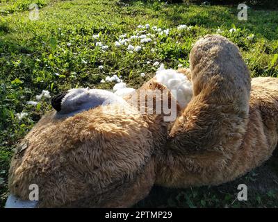 Un giocattolo inutile dimenticato sull'erba. Un orsacchiotto strappato giace sul terreno. Concetto di violenza e dimenticanza. La lana di cotone bianca è visibile da Foto Stock