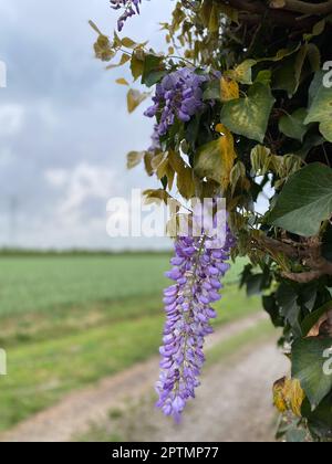 Cremona, Italia - Aprile 2023 glicina glicina glicina glicina in campagna, fioritura stagionale primaverile Foto Stock