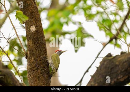 Streak scopata Woodpecker o Picus xanthopygaeus uccello closeup arroccato su tronco di albero in verde naturale al parco nazionale pilibhit foresta tigre riserva Foto Stock