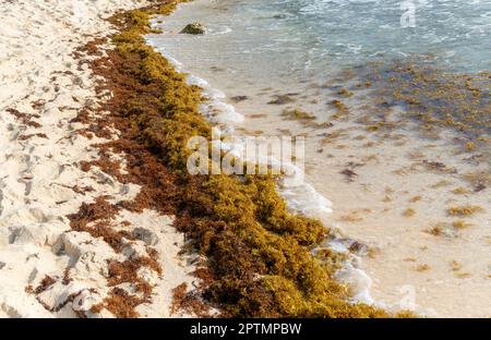 Alghe di Sargassum bagnate su spiaggia sabbiosa, Isla Mujeres, Costa dei Caraibi, Cancun, Quintana Roo, Messico Foto Stock