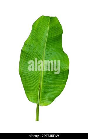 Foglia di banana con raindrop isolato su sfondo bianco incluso il percorso di ritaglio Foto Stock