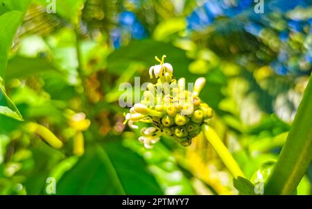 Noni frutta Morinda citrifolia con fiori popolare con formiche a Zicatela Puerto Escondido Oaxaca Messico. Foto Stock