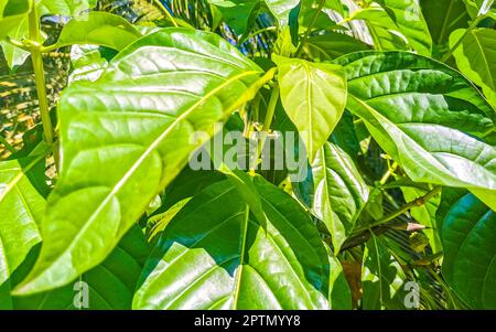 Noni frutta Morinda citrifolia con fiori popolare con formiche a Zicatela Puerto Escondido Oaxaca Messico. Foto Stock