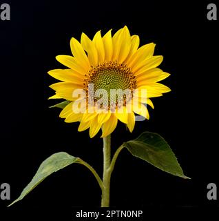 Sonnenblume, Helianthus annuus, ist eine wichtige Oel- und Heilpflanze mit gelben Blueten und wird auch in der Medizin verwendet. Girasole, Helianthu Foto Stock