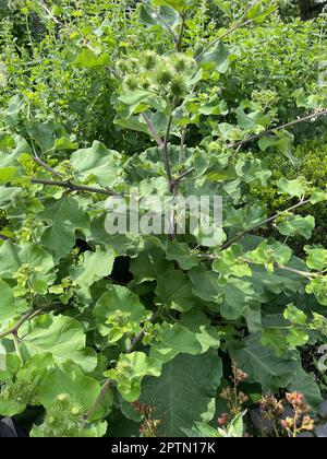 Klette, Grosse, arctium lappa, ist eine wichtige Heilpflanze mit lila Blueten und wird in der Medizin verwendet. Big burdock, arctio, lappa, è un im Foto Stock