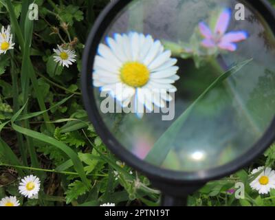 lente d'ingrandimento ingrandimento grandezza lente d'ingrandimento foto Foto Stock