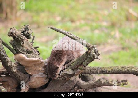 Lontra asiatica piccola-slawed Foto Stock