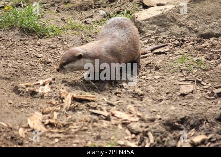 Lontra asiatica piccola-slawed Foto Stock