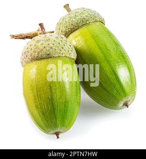 Due ghiande di quercia isolate su sfondo bianco. Foto Stock