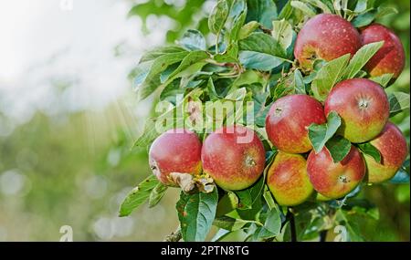 Raggiungete e sperimentate la bontà della natura. Mele rosse mature su un albero di mele in un frutteto Foto Stock