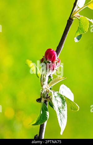 gemma rosa di un fiore di mela insoffiato su uno sfondo verde Foto Stock