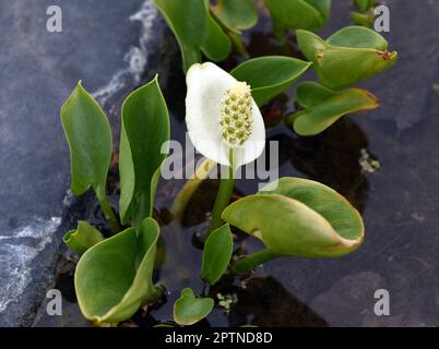 Sumpf-Calla, Calla palustris, ist eine Wasserpflanze mit weissen Blueten. La palude calla, Calla palustris, è una pianta acquatica con fiori bianchi. Foto Stock