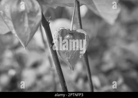 Physalis fotografato in bianco e nero, con la pelle aperta, vista del frutto all'interno. Frutta ricca di vitamine dal giardino. Cibo per lo snacking Foto Stock