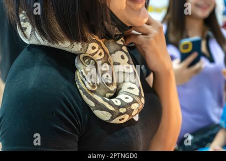 Il python della sfera è un animale domestico popolare in Thailandia. Foto Stock