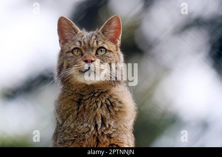 Gatto selvatico europeo - Felis silvestris Foto Stock