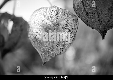 Physalis fotografato in bianco e nero, in cui si è disintegrato il guscio di lampione. Vista della frutta all'interno. Frutta ricca di vitamine dal giardino. Foto Stock