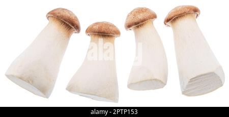 Quattro funghi eryngii o funghi reali di ostrica isolati su fondo bianco. Tracciato di ritaglio. Foto Stock