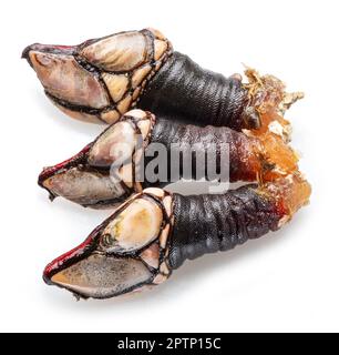 Percebes en italiano: barnacoli
