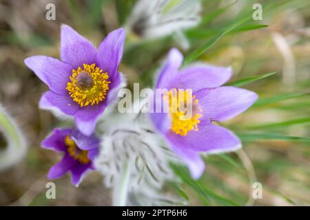 Pasque Flower, Parco Nazionale Podyji, Moravia Meridionale, Repubblica Ceca Foto Stock