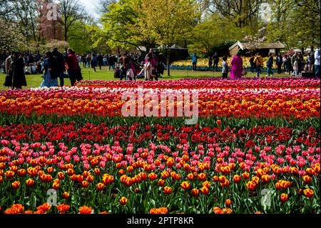 Aprile 23rd, Lisse. Keukenhof è anche conosciuto come il Giardino d'Europa, uno dei più grandi giardini fioriti del mondo, e si trova a Lisse, nei Paesi Bassi. Oltre ai milioni di tulipani, narcisi e giacinti nel parco, gli spettacoli floreali all'interno dei padiglioni sono diventati più grandi e più belli. Fino al 14 maggio 2023 si prevede che oltre 1 milioni di persone provenienti da tutto il mondo visiteranno la mostra. Keukenhof contribuisce in tal modo in modo in misura considerevole ai settori del turismo e della floricoltura olandesi. Foto Stock