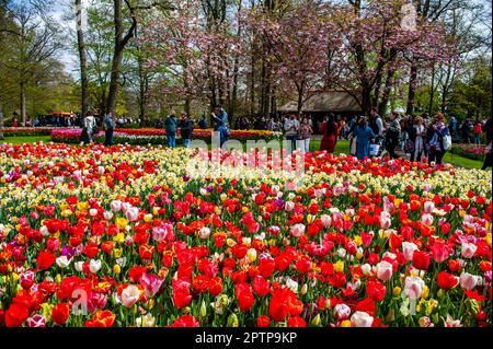 Aprile 23rd, Lisse. Keukenhof è anche conosciuto come il Giardino d'Europa, uno dei più grandi giardini fioriti del mondo, e si trova a Lisse, nei Paesi Bassi. Oltre ai milioni di tulipani, narcisi e giacinti nel parco, gli spettacoli floreali all'interno dei padiglioni sono diventati più grandi e più belli. Fino al 14 maggio 2023 si prevede che oltre 1 milioni di persone provenienti da tutto il mondo visiteranno la mostra. Keukenhof contribuisce in tal modo in modo in misura considerevole ai settori del turismo e della floricoltura olandesi. Foto Stock