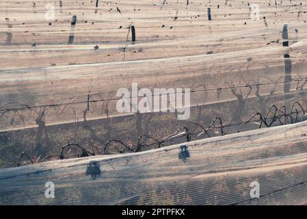 Righe di potatura di vigneti protetti sotto bianco antihail netting nella provincia di Mendoza, Argentina. Foto Stock