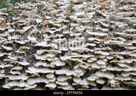 Funghi su un tronco morto. Lago Motosu. Prefettura di Yamanashi. Parco Nazionale Fuji-Hakone-Izu. Honshu. Giappone. Foto Stock