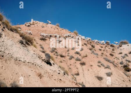 Un gruppo di pecore selvatiche in cerca di cibo nel deserto di Gorafe a Granada, Andalusia, Spagna. Foto Stock