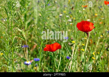Bella fioritura fiori di papavero rosso in prato nelle giornate di sole Foto Stock