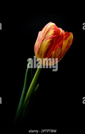 Tulip su sfondo nero Foto Stock