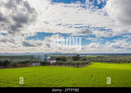 Periferia di Mirandilla, Badajoz, Estremadura, Spagna. Oliveti una panoramica del campo dei cereali Foto Stock