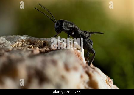 Gryllus bimaculatus è una specie di cricket della sottofamiglia di Gryllinae. Foto Stock