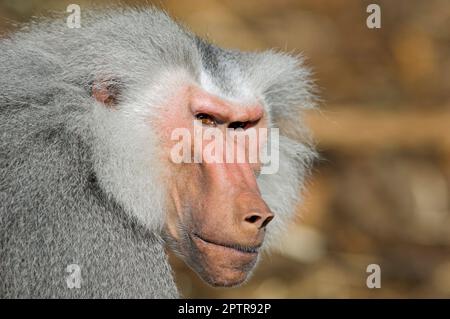 Un babbuino maschio esamina attentamente e scetticamente il suo ambiente circostante Foto Stock