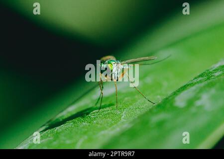 Le Dolichopodidae sulle foglie sono piccole e verdi. Foto Stock