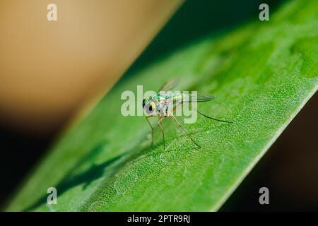 Le Dolichopodidae sulle foglie sono piccole e verdi. Foto Stock