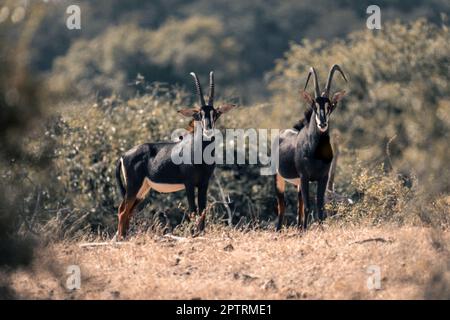 Due antilopi in piedi in erba radura Foto Stock