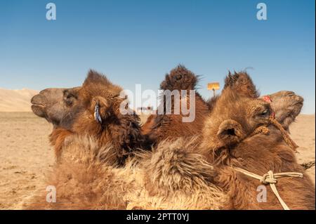 Un gruppo di cammelli bactriani accuditi, seduti, che riposano nel deserto di Gobi, in Asia centrale Foto Stock