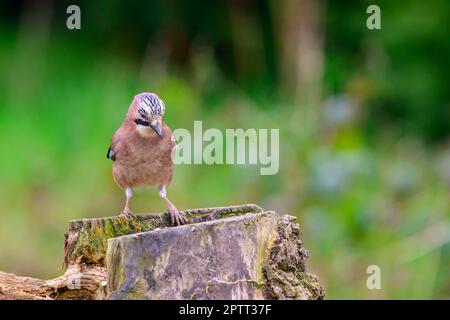 Jay eurasiatico, Garrulus glandarius, arroccato su un tronco d'albero, primavera, vista frontale, guardando verso il basso Foto Stock