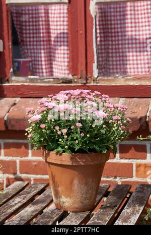 Belle margherite rosa anche noto come Bellis perennis in un flowerpot su un tavolo da giardino fuori una finestra di una casa o caffè sfondo. Fiori in fiore Foto Stock