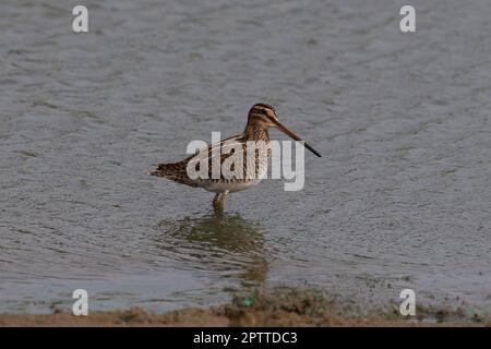 Gallinago gallinago, Bekassine, comune snipe Foto Stock