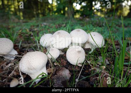 Flaschen-Stäubling (Lycoperdon perlatum, Lycoperdon gemmatum), Reinhardswald, Hessen, Deutschland, Hofgeismar Foto Stock