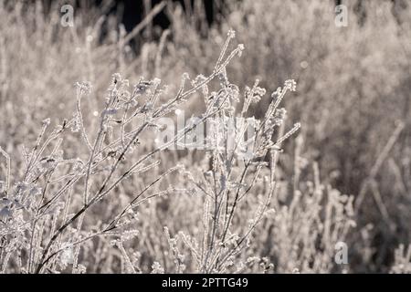 le formazioni di ghiaccio formate sui rami degli arbusti Foto Stock