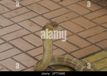 Re cobra sta alzando la testa. Il re cobra è il serpente velenoso più lungo del mondo. Foto Stock