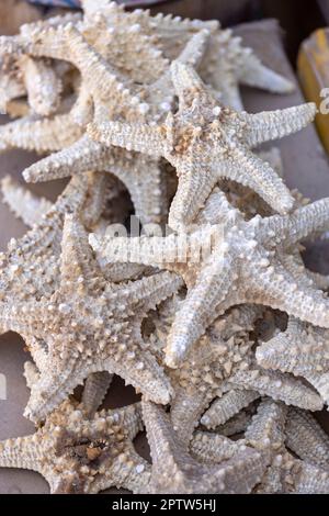 Commercio di strada con le stelle del mare del Mar Rosso (stelle marine) sul lungomare principale nella piccola cittadina esotica sul Mar Rosso sulla penisola del Sinai, Dahab, Egitto Foto Stock