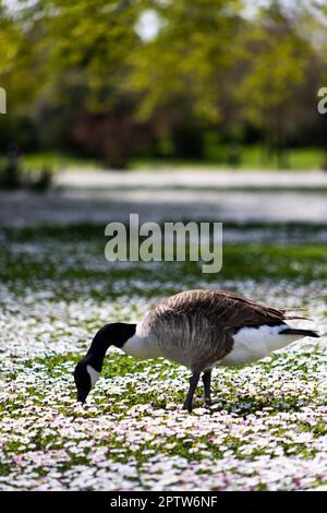 Un'oca canadese che pascola nel mezzo di un campo di margherite in primavera Bois de Vincennes, Parigi, Francia Foto Stock