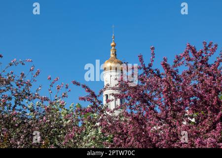 La cupola dorata della Cattedrale dell'Assunzione o della Dormizione con croce in fiore rosa di melo su sfondo blu e chiaro. Giro turistico barocco ucraino ar Foto Stock