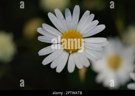 Bue occhio daisy, marguerite, giallo e bianco fiore selvatico in natura, primo piano, con gocce di pioggia, gocce d'acqua sui petali dopo la pioggia. Foto Stock